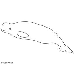 Zeichnungen zum Ausmalen: Beluga - Druckbare Malvorlagen