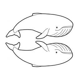 Malvorlage: Beluga (Tiere) #1076 - Kostenlose Malvorlagen zum Ausdrucken