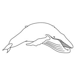 Malvorlage: Beluga (Tiere) #1086 - Kostenlose Malvorlagen zum Ausdrucken
