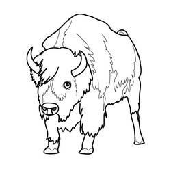 Malvorlage: Bison (Tiere) #1192 - Kostenlose Malvorlagen zum Ausdrucken