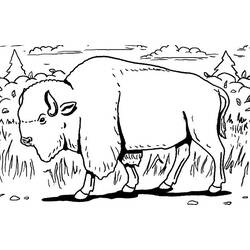 Malvorlage: Bison (Tiere) #1193 - Kostenlose Malvorlagen zum Ausdrucken