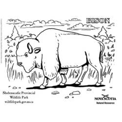 Malvorlage: Bison (Tiere) #1202 - Kostenlose Malvorlagen zum Ausdrucken