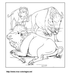 Malvorlage: Bison (Tiere) #1212 - Kostenlose Malvorlagen zum Ausdrucken