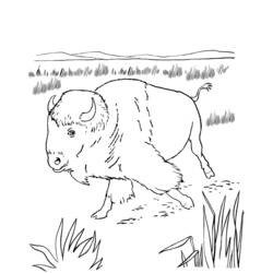 Malvorlage: Bison (Tiere) #1226 - Kostenlose Malvorlagen zum Ausdrucken