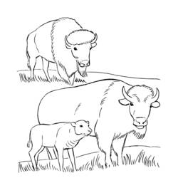 Malvorlage: Bison (Tiere) #1234 - Kostenlose Malvorlagen zum Ausdrucken