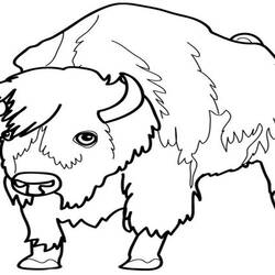 Malvorlage: Bison (Tiere) #1252 - Kostenlose Malvorlagen zum Ausdrucken