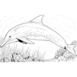 Malvorlage: Delfin (Tiere) #5092 - Kostenlose Malvorlagen zum Ausdrucken