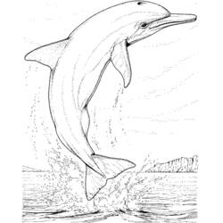Malvorlage: Delfin (Tiere) #5100 - Kostenlose Malvorlagen zum Ausdrucken