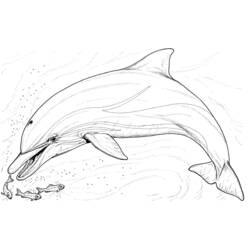 Malvorlage: Delfin (Tiere) #5108 - Kostenlose Malvorlagen zum Ausdrucken