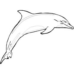 Malvorlage: Delfin (Tiere) #5159 - Kostenlose Malvorlagen zum Ausdrucken