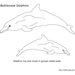 Malvorlage: Delfin (Tiere) #5189 - Kostenlose Malvorlagen zum Ausdrucken