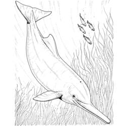 Malvorlage: Delfin (Tiere) #5231 - Kostenlose Malvorlagen zum Ausdrucken
