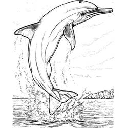 Malvorlage: Delfin (Tiere) #5247 - Kostenlose Malvorlagen zum Ausdrucken