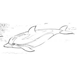 Malvorlage: Delfin (Tiere) #5263 - Kostenlose Malvorlagen zum Ausdrucken