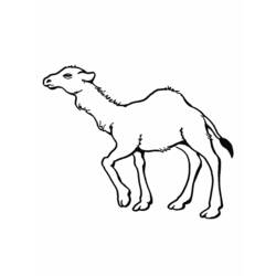 Malvorlage: Dromedar (Tiere) #5969 - Kostenlose Malvorlagen zum Ausdrucken