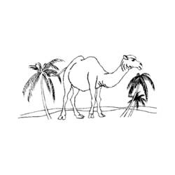 Malvorlage: Dromedar (Tiere) #5975 - Kostenlose Malvorlagen zum Ausdrucken