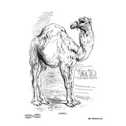 Malvorlage: Dromedar (Tiere) #6006 - Kostenlose Malvorlagen zum Ausdrucken
