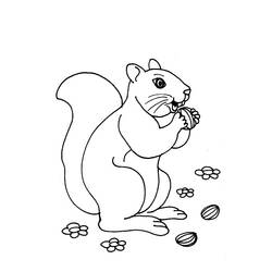 Malvorlage: Eichhörnchen (Tiere) #6106 - Kostenlose Malvorlagen zum Ausdrucken