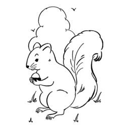 Malvorlage: Eichhörnchen (Tiere) #6107 - Kostenlose Malvorlagen zum Ausdrucken