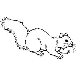 Malvorlage: Eichhörnchen (Tiere) #6110 - Kostenlose Malvorlagen zum Ausdrucken