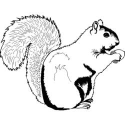 Malvorlage: Eichhörnchen (Tiere) #6118 - Kostenlose Malvorlagen zum Ausdrucken