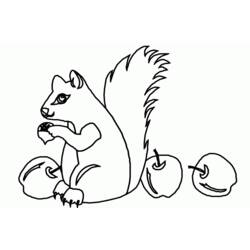 Malvorlage: Eichhörnchen (Tiere) #6124 - Kostenlose Malvorlagen zum Ausdrucken