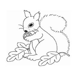 Malvorlage: Eichhörnchen (Tiere) #6128 - Kostenlose Malvorlagen zum Ausdrucken