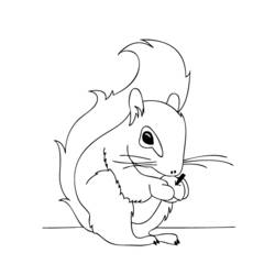 Malvorlage: Eichhörnchen (Tiere) #6142 - Kostenlose Malvorlagen zum Ausdrucken