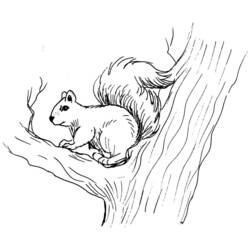 Malvorlage: Eichhörnchen (Tiere) #6154 - Kostenlose Malvorlagen zum Ausdrucken