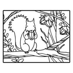 Malvorlage: Eichhörnchen (Tiere) #6159 - Kostenlose Malvorlagen zum Ausdrucken