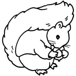 Malvorlage: Eichhörnchen (Tiere) #6166 - Kostenlose Malvorlagen zum Ausdrucken