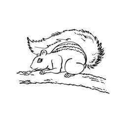 Malvorlage: Eichhörnchen (Tiere) #6173 - Kostenlose Malvorlagen zum Ausdrucken