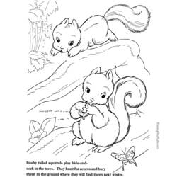 Malvorlage: Eichhörnchen (Tiere) #6191 - Kostenlose Malvorlagen zum Ausdrucken