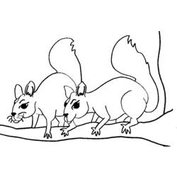 Malvorlage: Eichhörnchen (Tiere) #6192 - Kostenlose Malvorlagen zum Ausdrucken