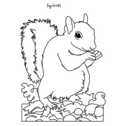 Malvorlage: Eichhörnchen (Tiere) #6203 - Kostenlose Malvorlagen zum Ausdrucken