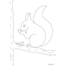 Malvorlage: Eichhörnchen (Tiere) #6211 - Kostenlose Malvorlagen zum Ausdrucken