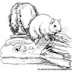 Malvorlage: Eichhörnchen (Tiere) #6212 - Kostenlose Malvorlagen zum Ausdrucken