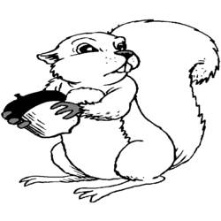 Malvorlage: Eichhörnchen (Tiere) #6228 - Kostenlose Malvorlagen zum Ausdrucken