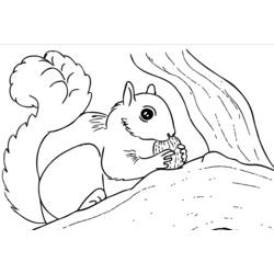 Malvorlage: Eichhörnchen (Tiere) #6238 - Kostenlose Malvorlagen zum Ausdrucken