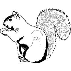 Malvorlage: Eichhörnchen (Tiere) #6245 - Kostenlose Malvorlagen zum Ausdrucken