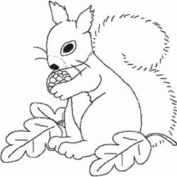 Malvorlage: Eichhörnchen (Tiere) #6249 - Kostenlose Malvorlagen zum Ausdrucken