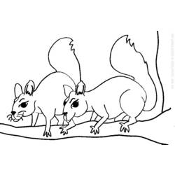 Malvorlage: Eichhörnchen (Tiere) #6253 - Kostenlose Malvorlagen zum Ausdrucken