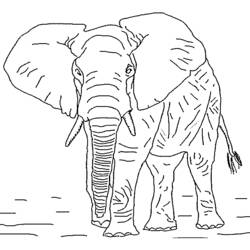 Malvorlage: Elefant (Tiere) #6306 - Kostenlose Malvorlagen zum Ausdrucken