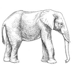 Malvorlage: Elefant (Tiere) #6366 - Kostenlose Malvorlagen zum Ausdrucken