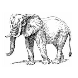 Malvorlage: Elefant (Tiere) #6389 - Kostenlose Malvorlagen zum Ausdrucken