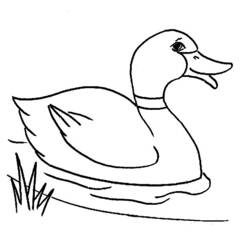 Malvorlage: Ente (Tiere) #1441 - Kostenlose Malvorlagen zum Ausdrucken