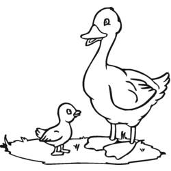 Malvorlage: Ente (Tiere) #1442 - Kostenlose Malvorlagen zum Ausdrucken
