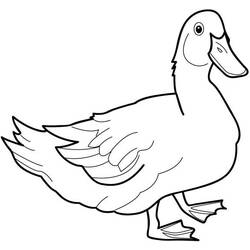 Malvorlage: Ente (Tiere) #1452 - Kostenlose Malvorlagen zum Ausdrucken