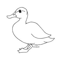 Zeichnungen zum Ausmalen: Ente - Druckbare Malvorlagen