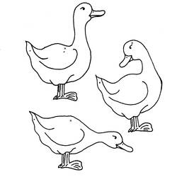 Malvorlage: Ente (Tiere) #1456 - Kostenlose Malvorlagen zum Ausdrucken